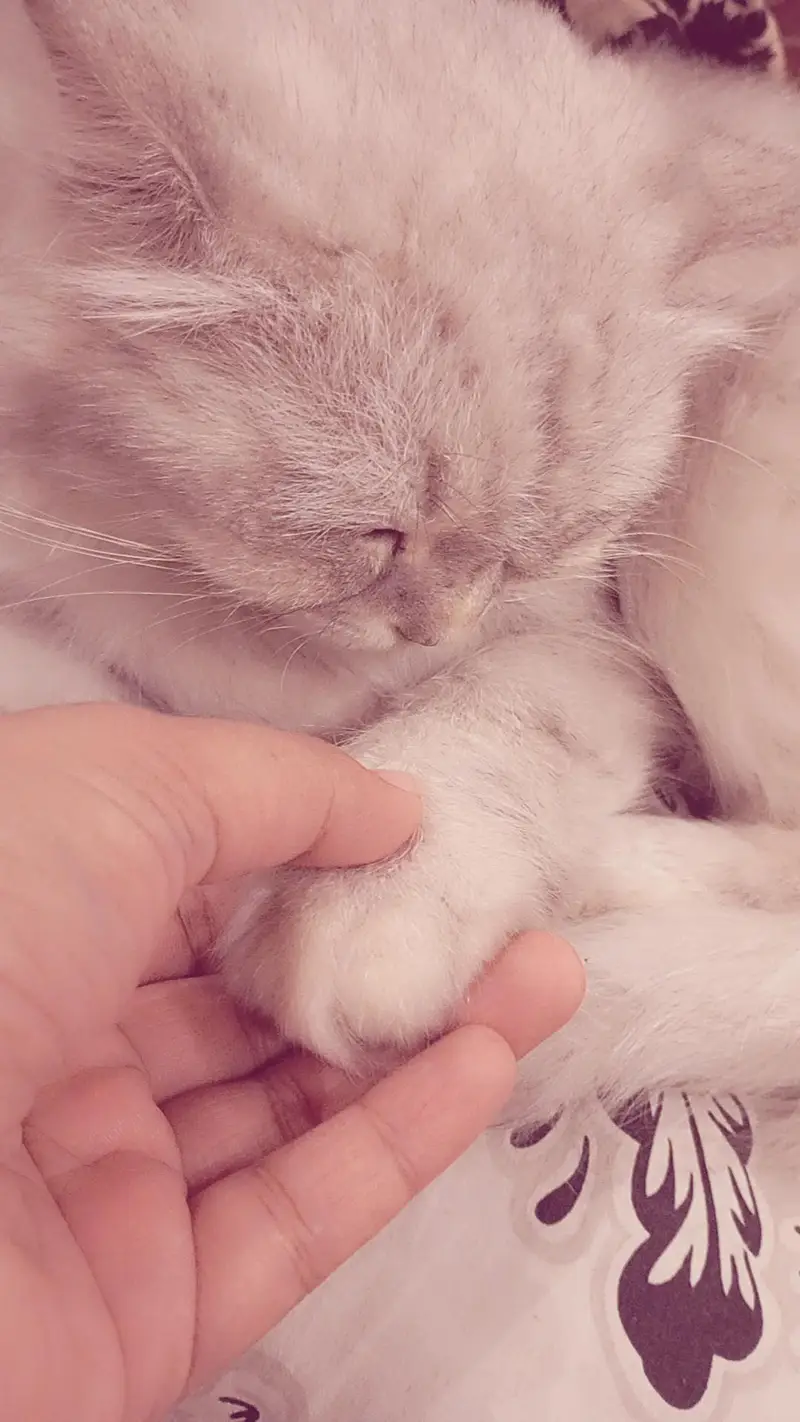Triple coded female persian cat — photo 7