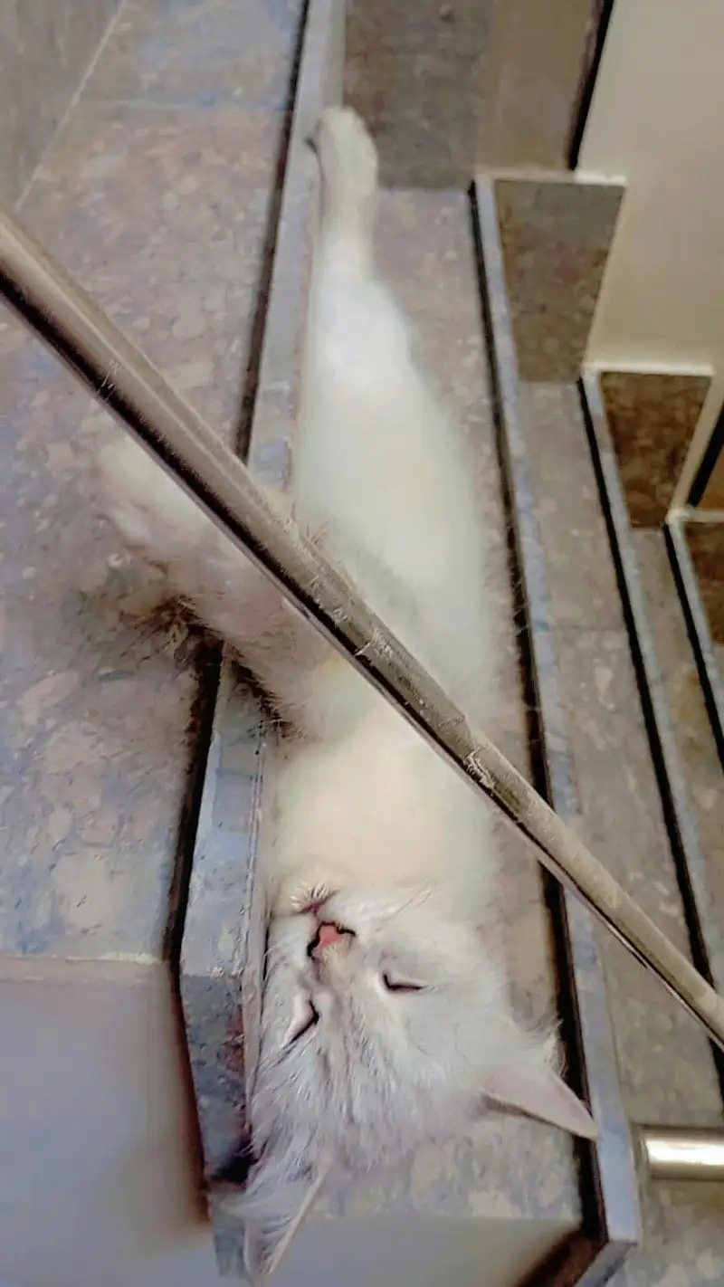 Triple coded female persian cat — photo 8