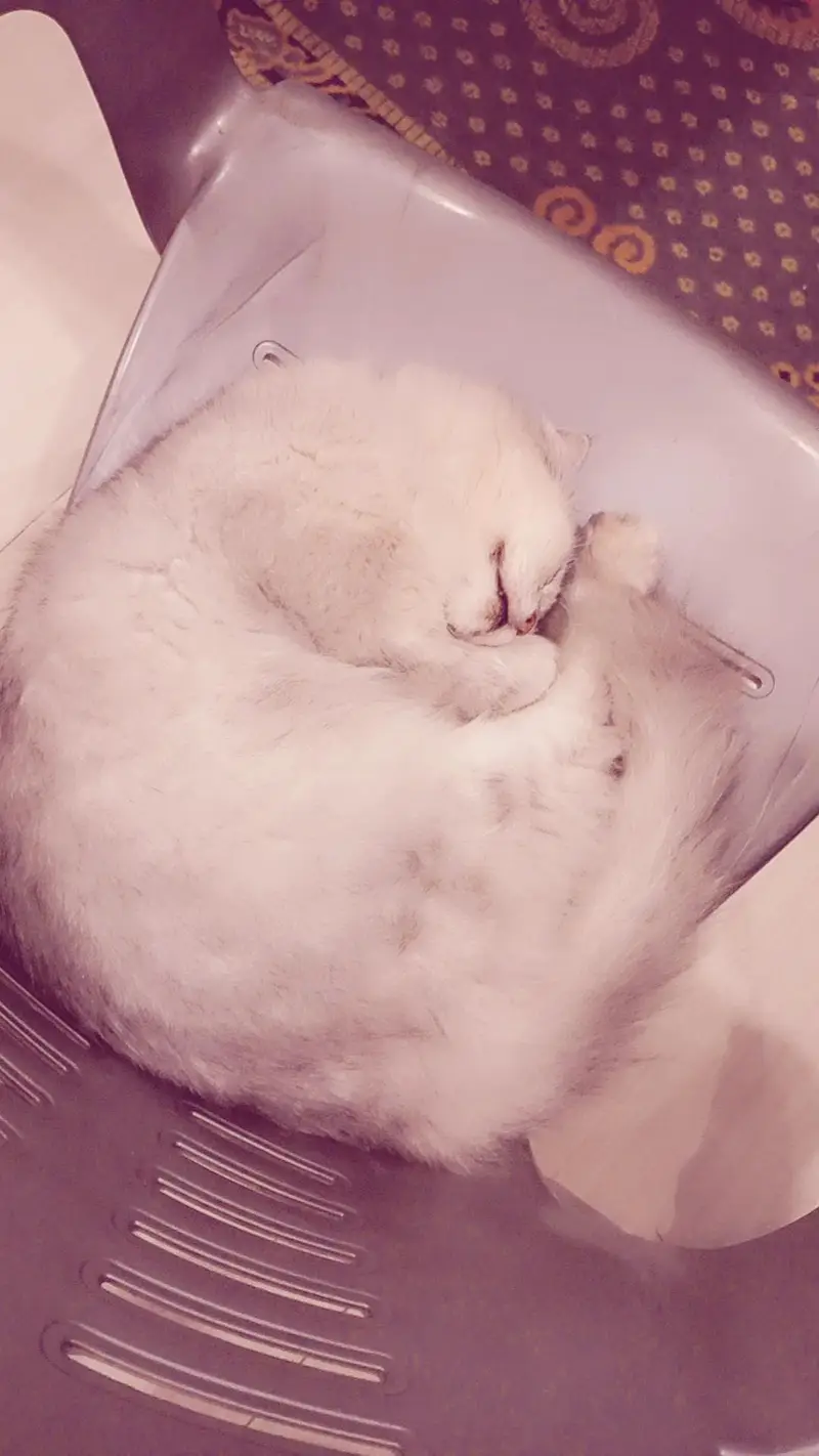 Triple coded female persian cat — photo 9