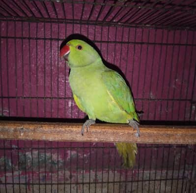 Male bird 03244201064 whatsapp