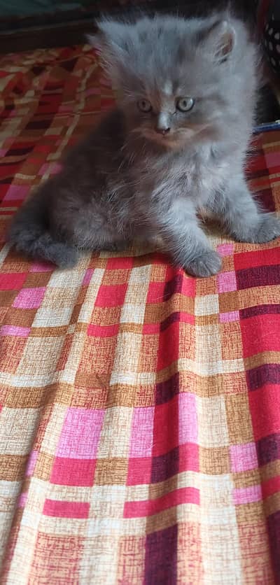 pershion kittens semi punch face litter trend home breed