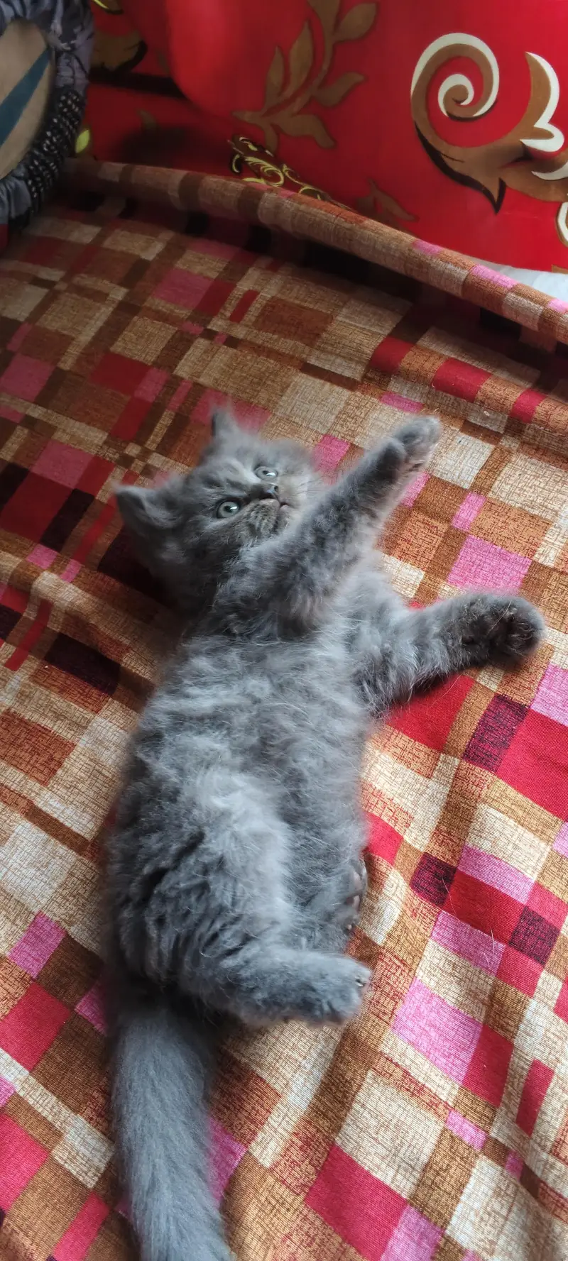 pershion kittens semi punch face litter trend home breed — photo 2