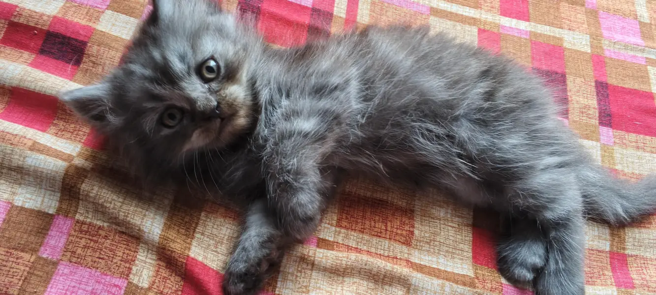 pershion kittens semi punch face litter trend home breed — photo 3