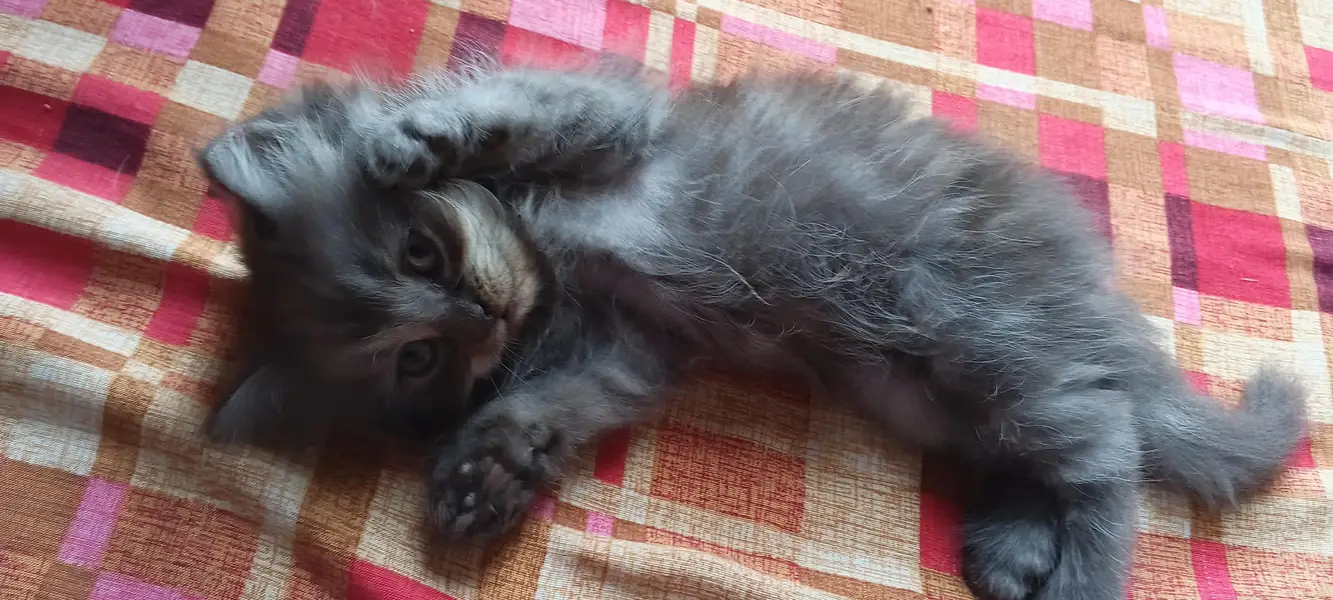 pershion kittens semi punch face litter trend home breed — photo 4