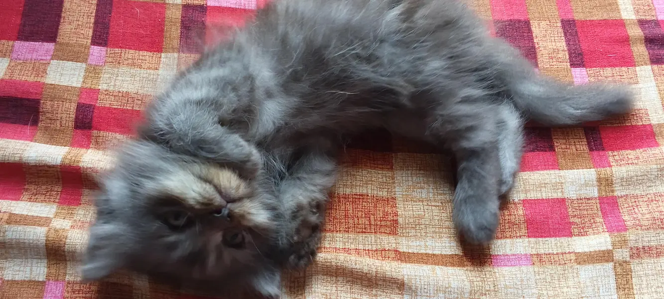 pershion kittens semi punch face litter trend home breed — photo 5