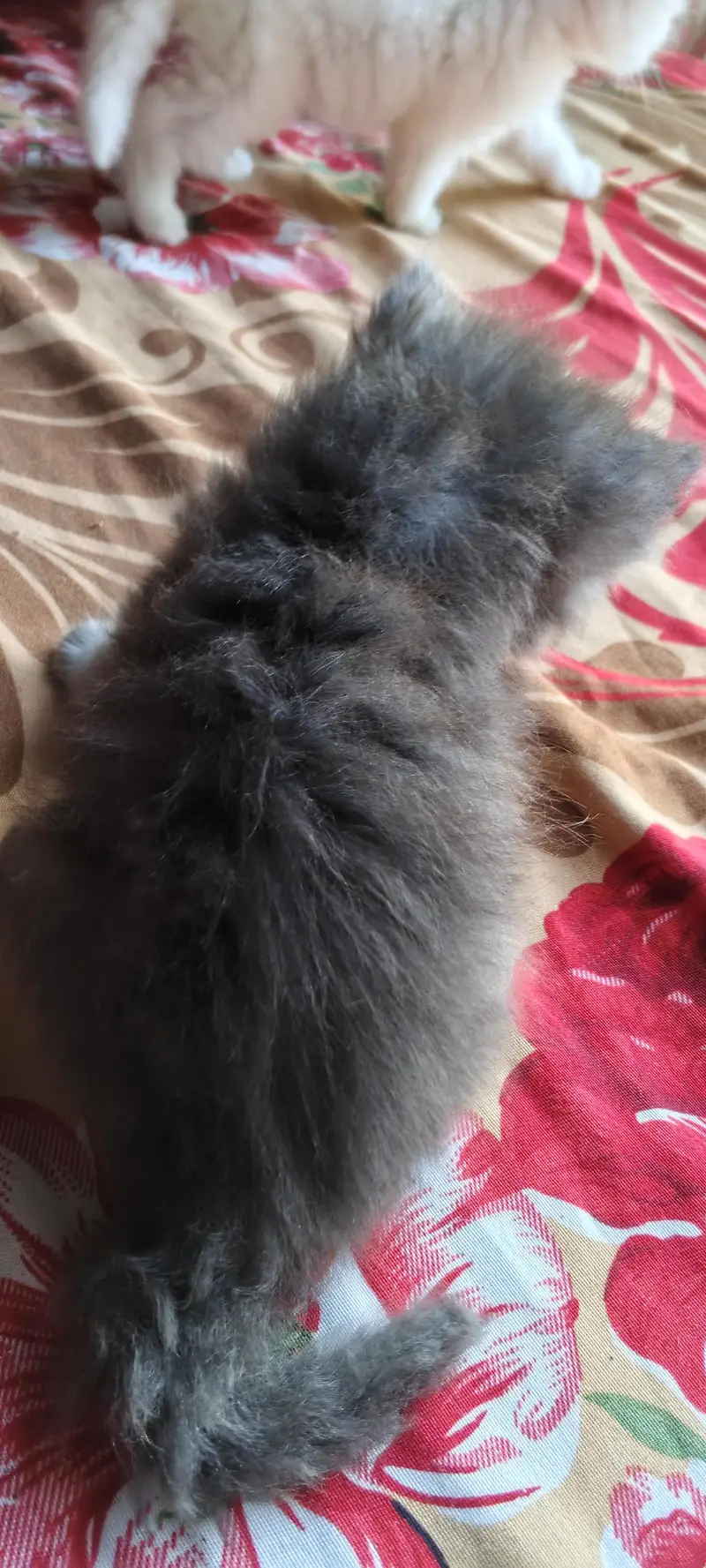 pershion kittens semi punch face litter trend home breed — photo 6