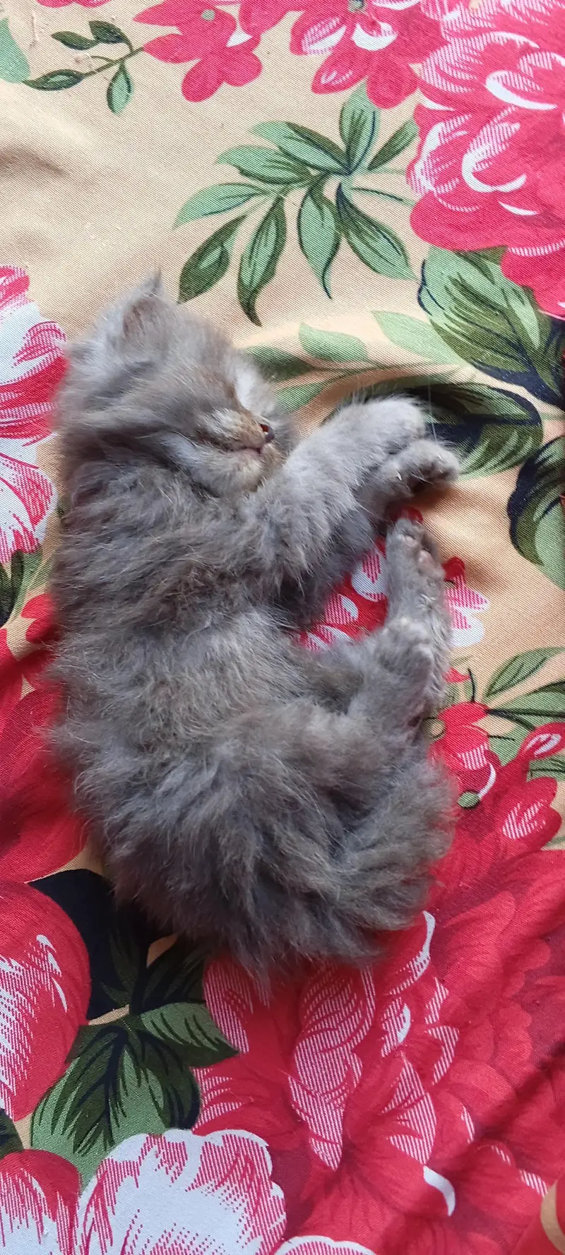 pershion kittens semi punch face litter trend home breed — photo 7