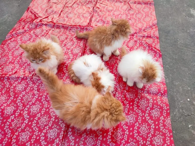Quality Persian Punchface cat & kitten. moreWhatsApp 03704601257 — photo 3