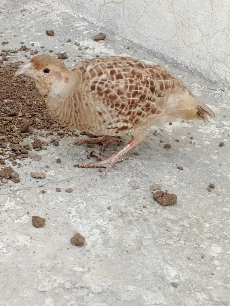 Irrani teeter breeder Madi Female