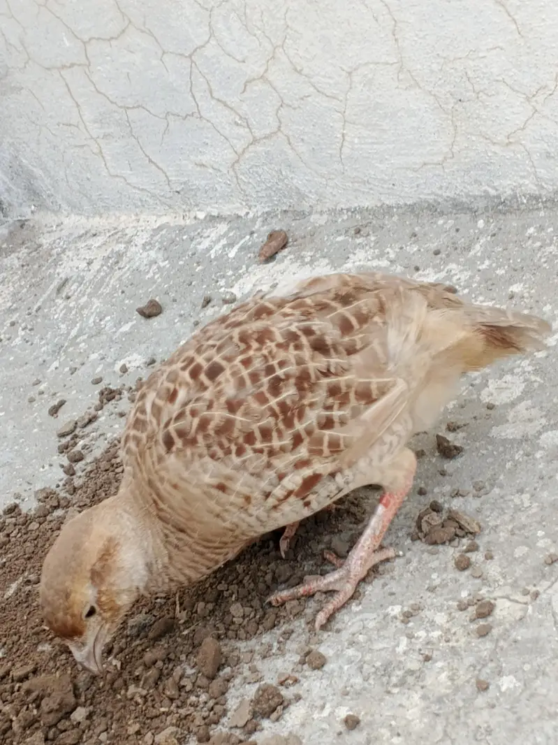 Irrani teeter breeder Madi Female — photo 2