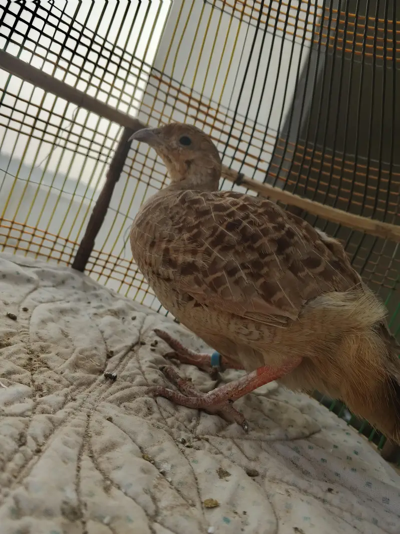 Irrani teeter breeder Madi Female — photo 3