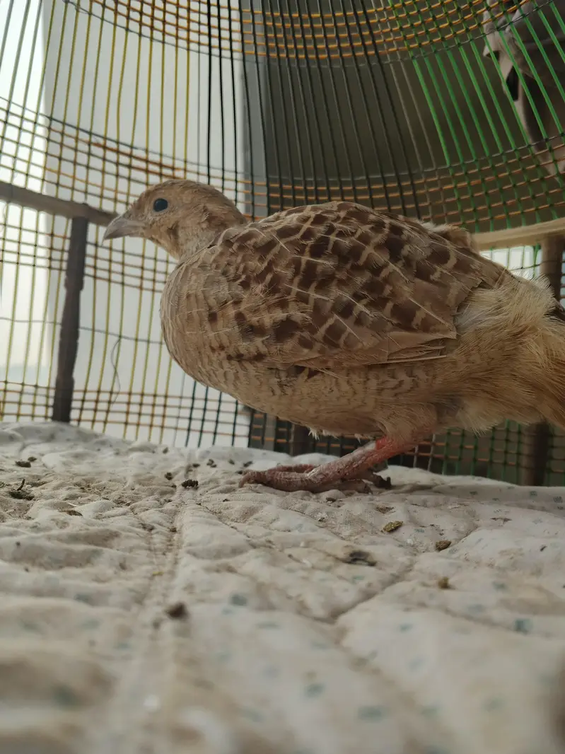 Irrani teeter breeder Madi Female — photo 4