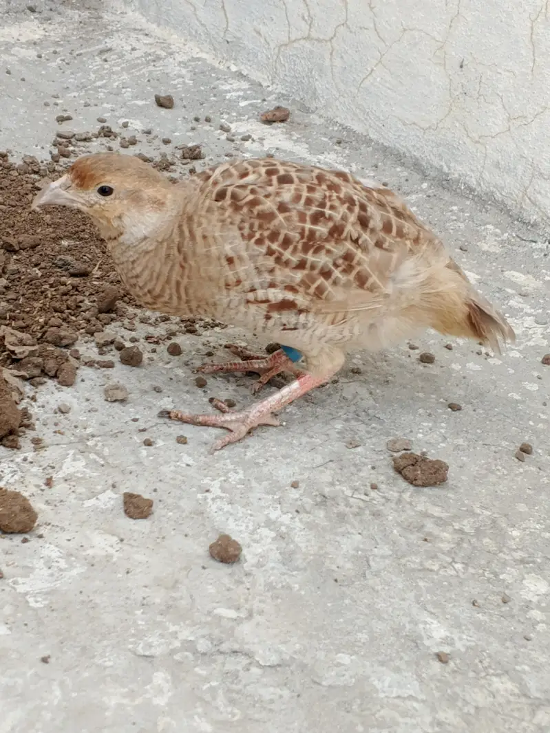 Irrani teeter breeder Madi Female — photo 5