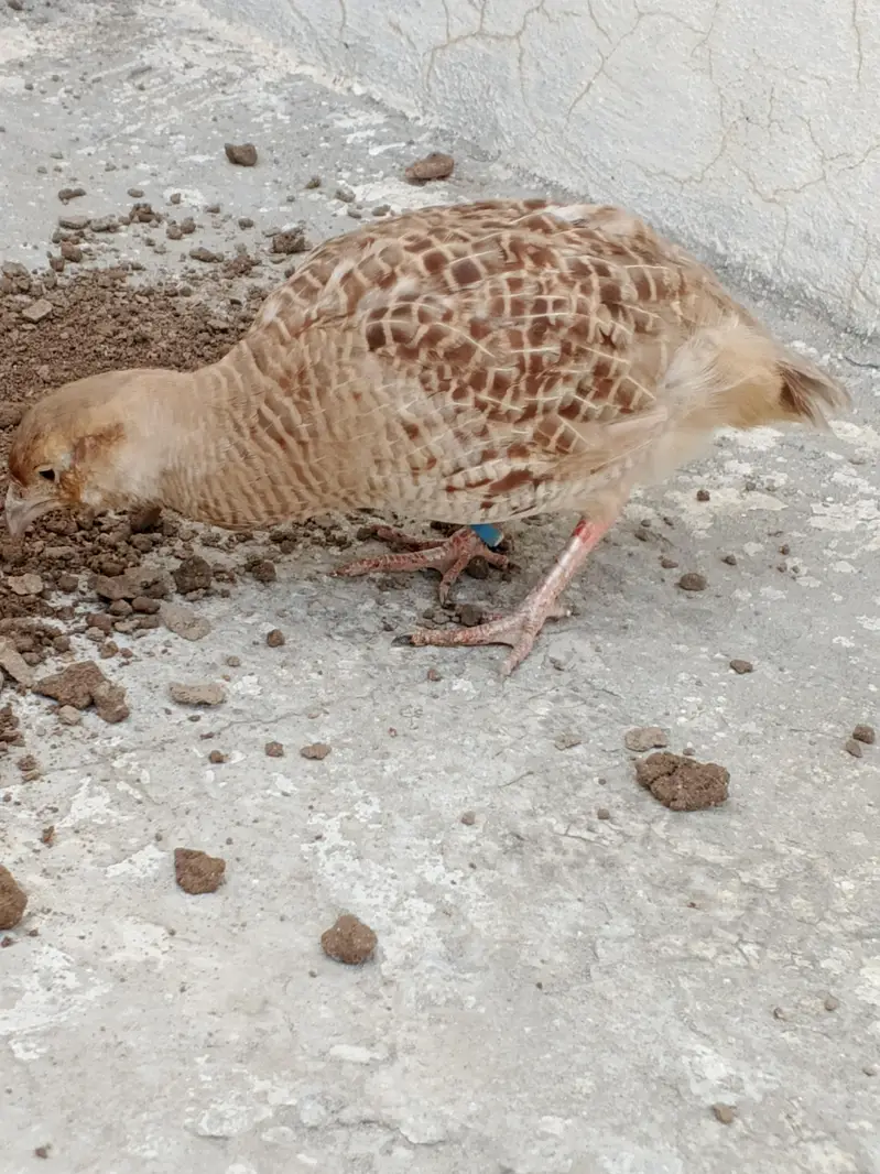 Irrani teeter breeder Madi Female — photo 6