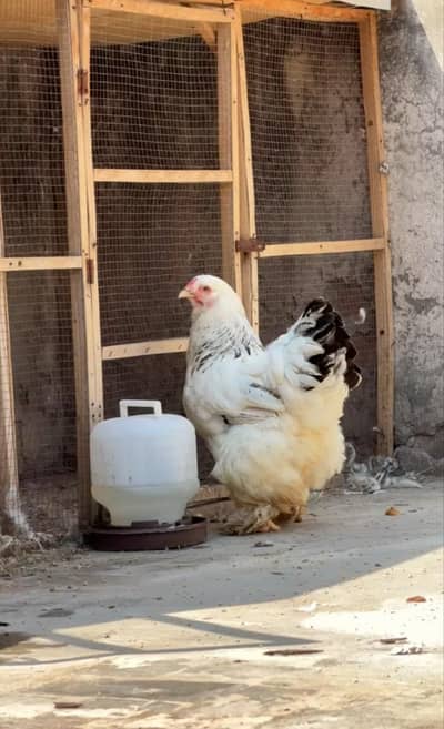 Light Columbian brahma