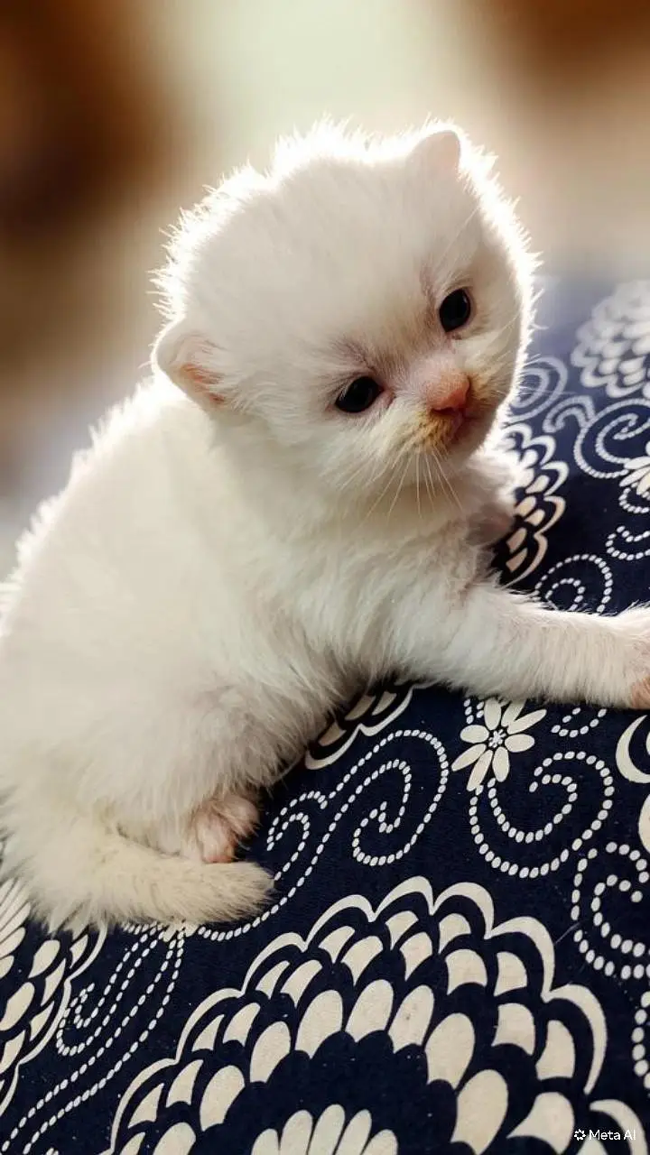 persian kitten — photo 2