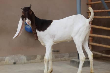 gulabi path 2 dant bakri