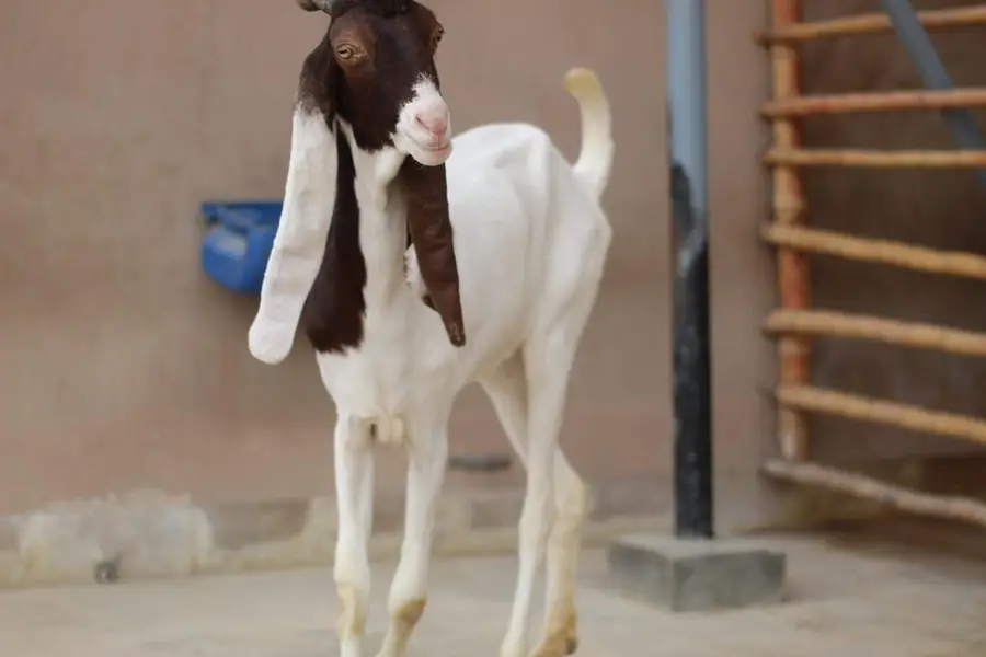 gulabi path 2 dant bakri — photo 2