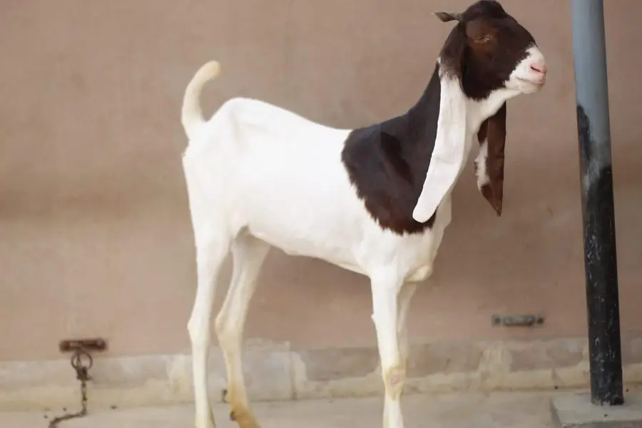 gulabi path 2 dant bakri — photo 5