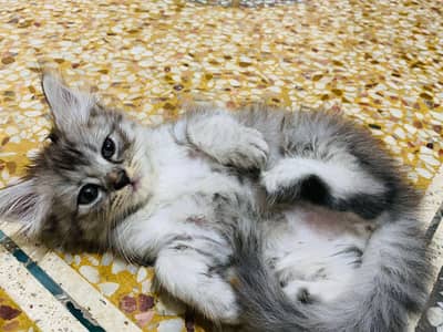 Persian kittens