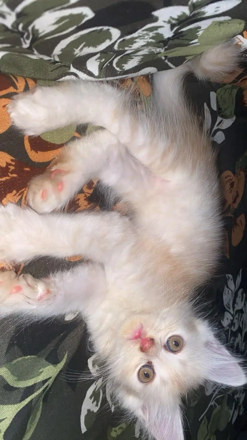 Persian kittens — photo 2