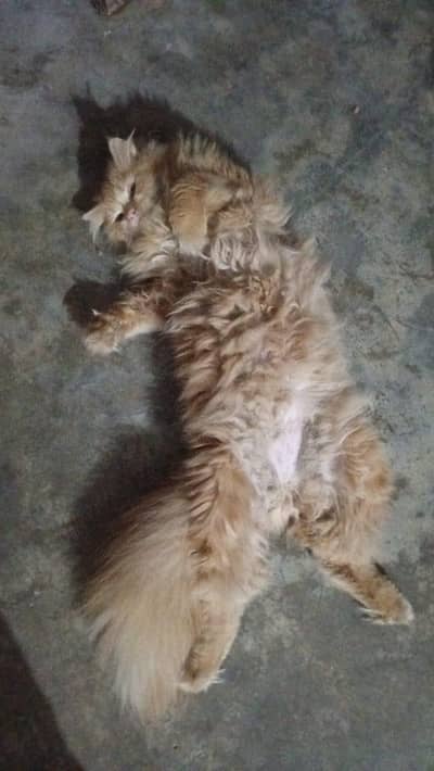 Male available for matting