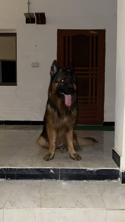 Pure Breed German Shepherd Long Coat - Male