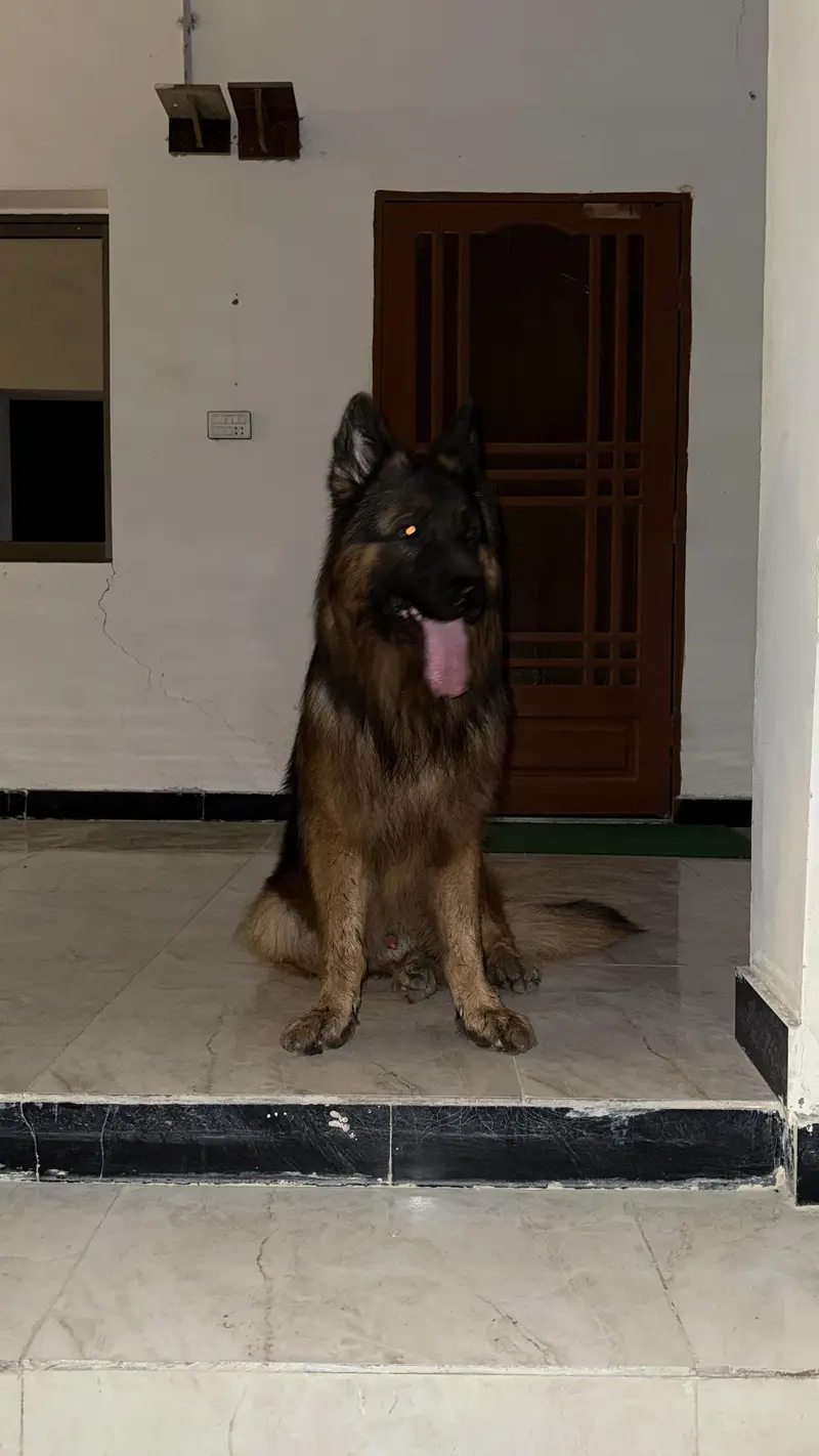 Pure Breed German Shepherd Long Coat - Male