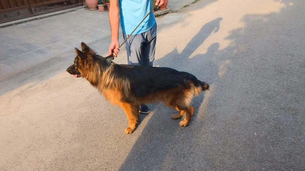 Pure Breed German Shepherd Long Coat - Male — photo 2