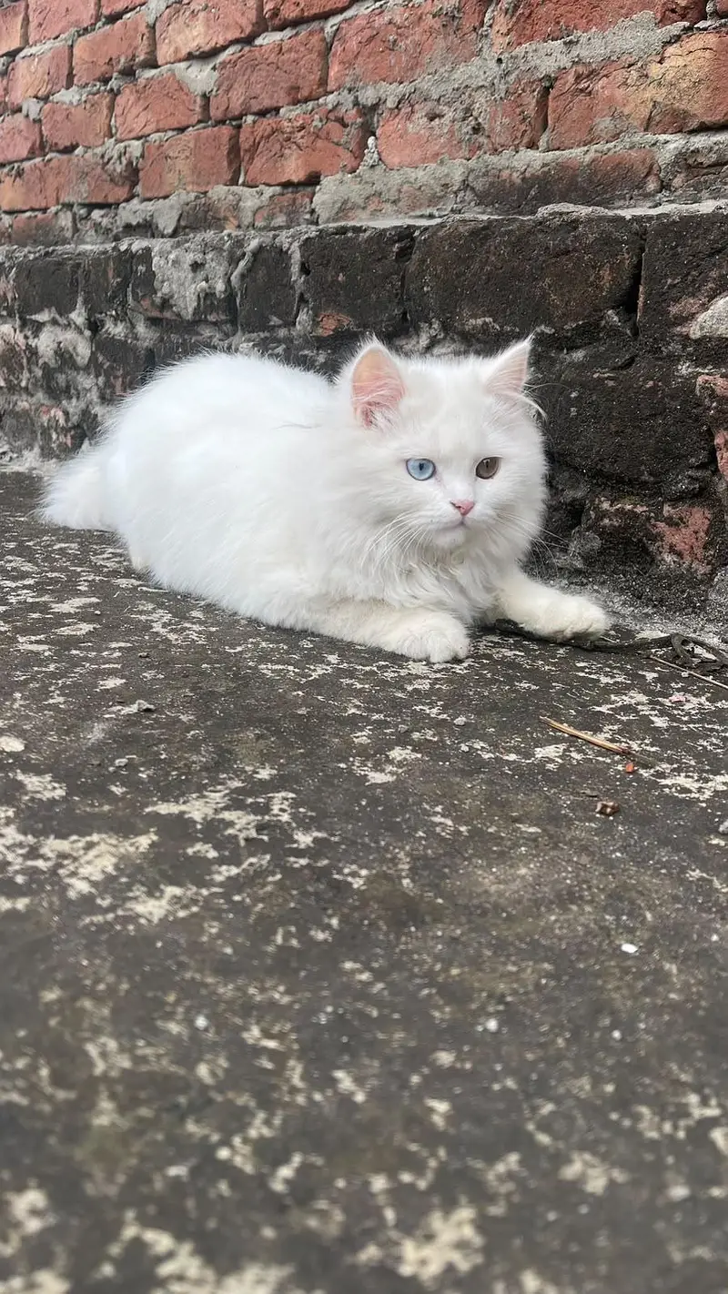 persian cat — photo 2