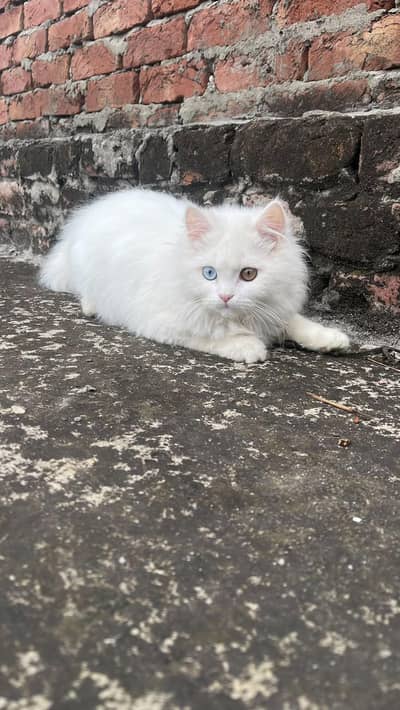 persian cat