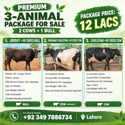 Cow | Milking Cow | Australian Cow | Australian Bull and friesian cow