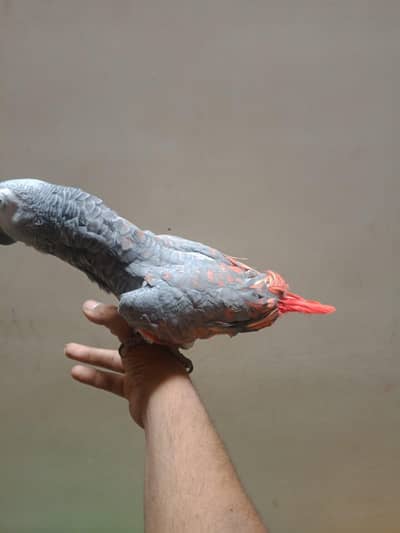 beautiful grey parrot +92 315 2374431