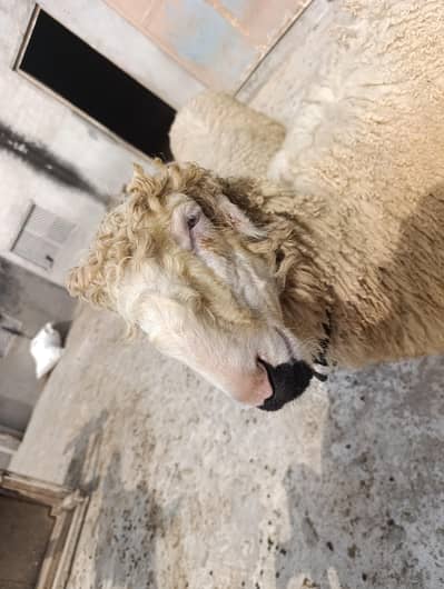 mundri sheep's path