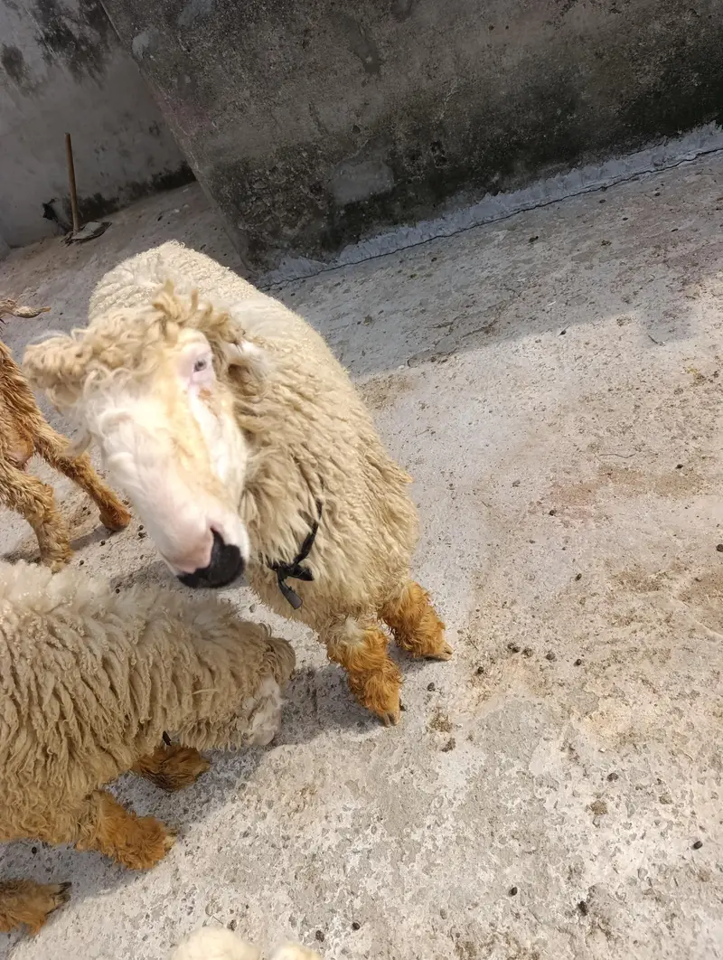 mundri sheep's path — photo 2