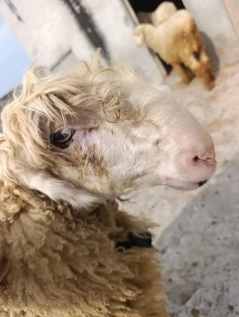 mundri sheep's path — photo 3