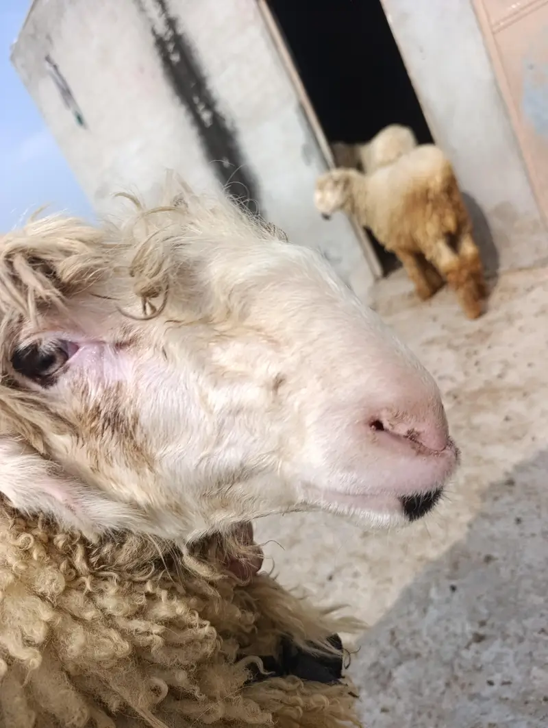 mundri sheep's path — photo 4