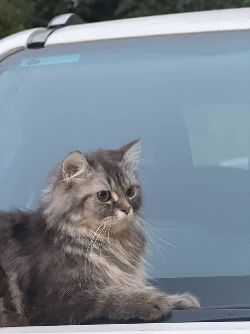 persian 0