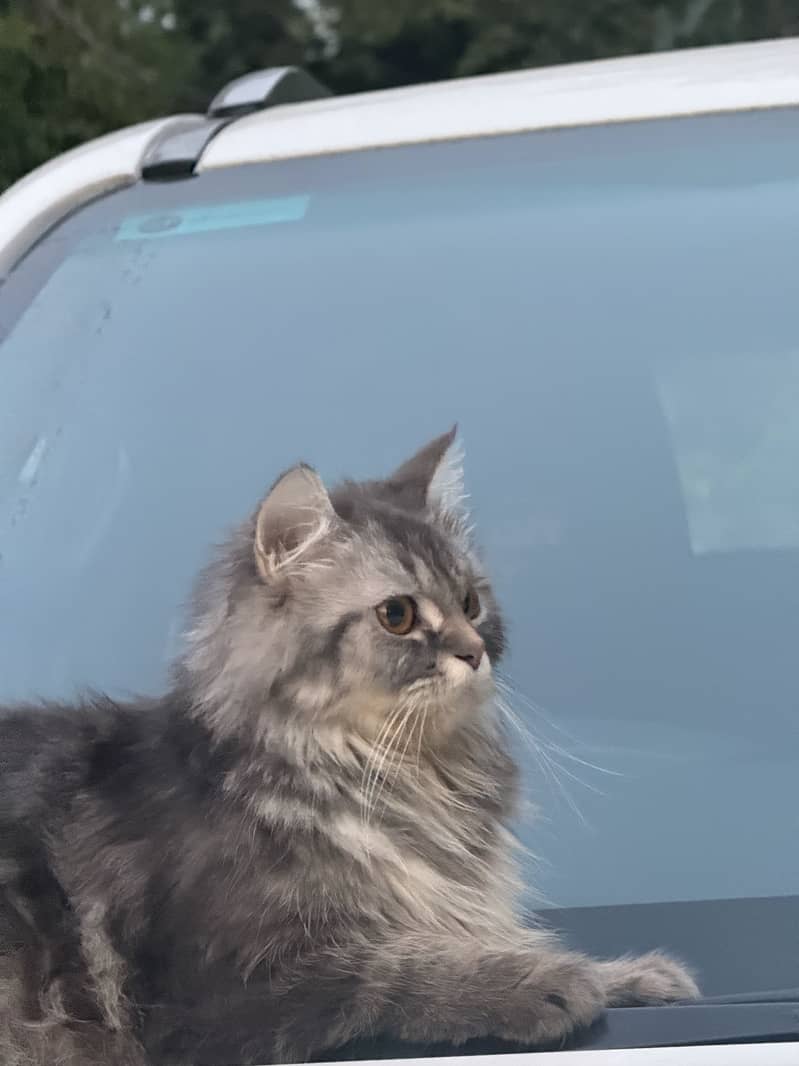 persian 1