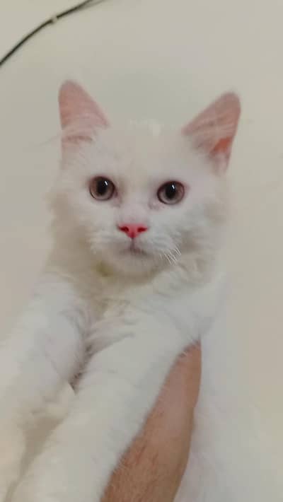 cute.  urgent sale