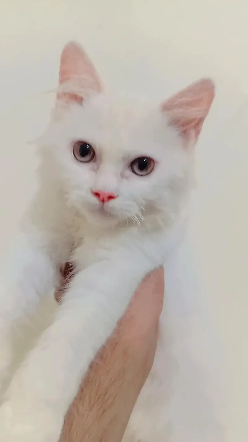cute.  urgent sale — photo 2