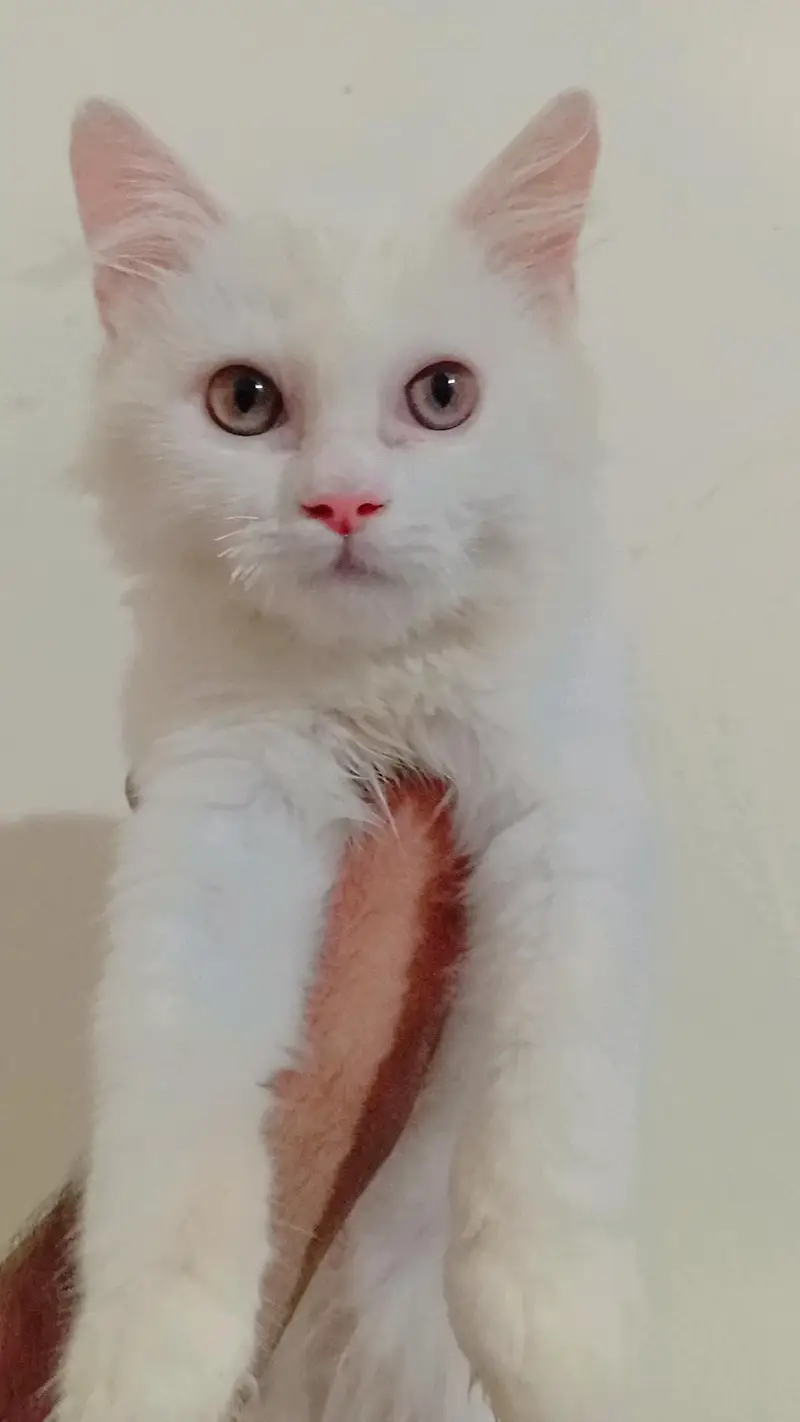 cute.  urgent sale — photo 3
