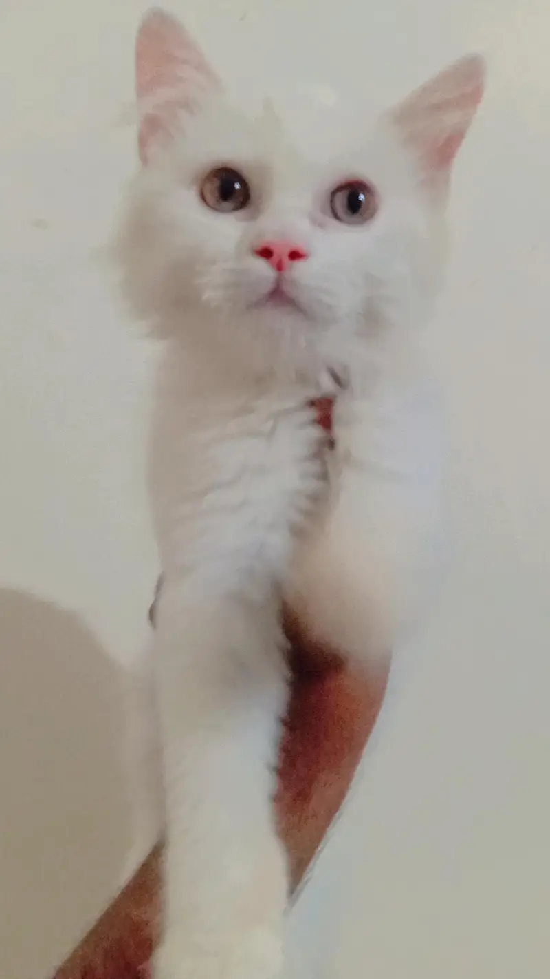 cute.  urgent sale — photo 4