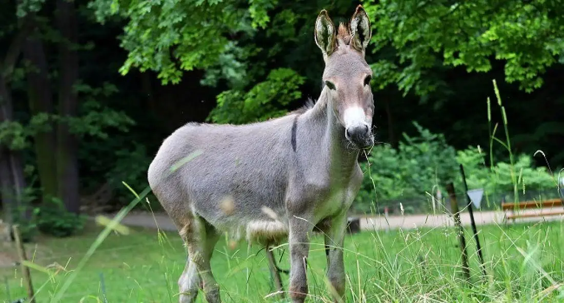 Donkey