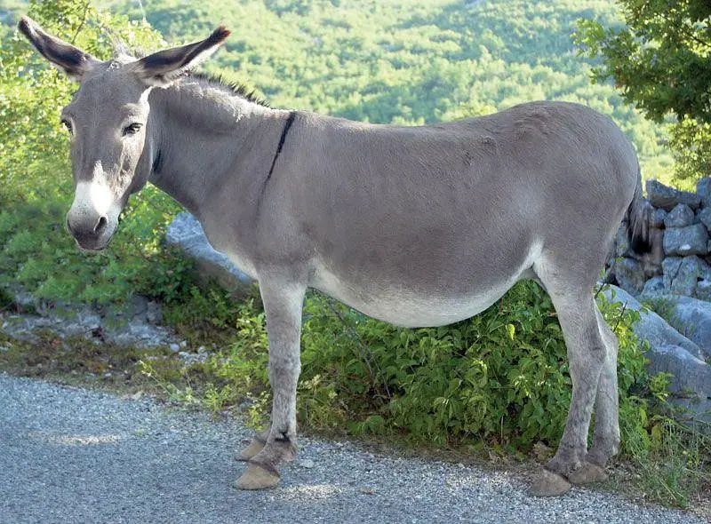 Donkey — photo 2