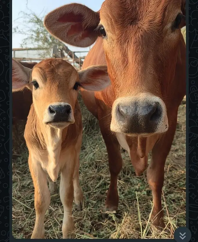 8 man fresh cow milk interested people contact all Karachi delivery — photo 2