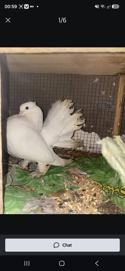 pigeons