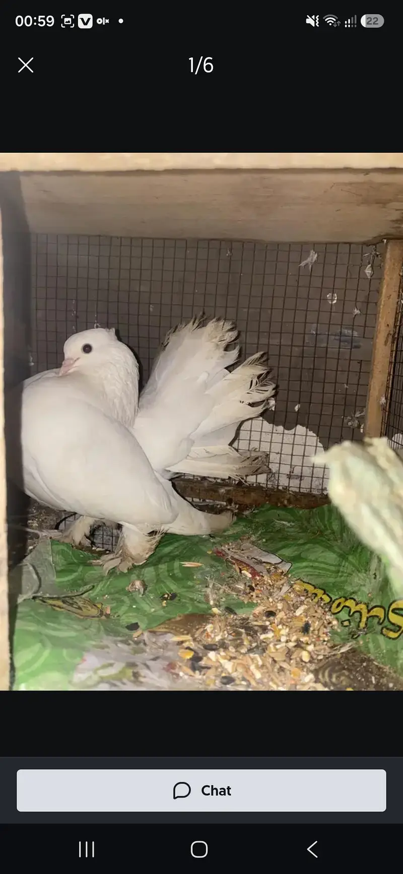 pigeons