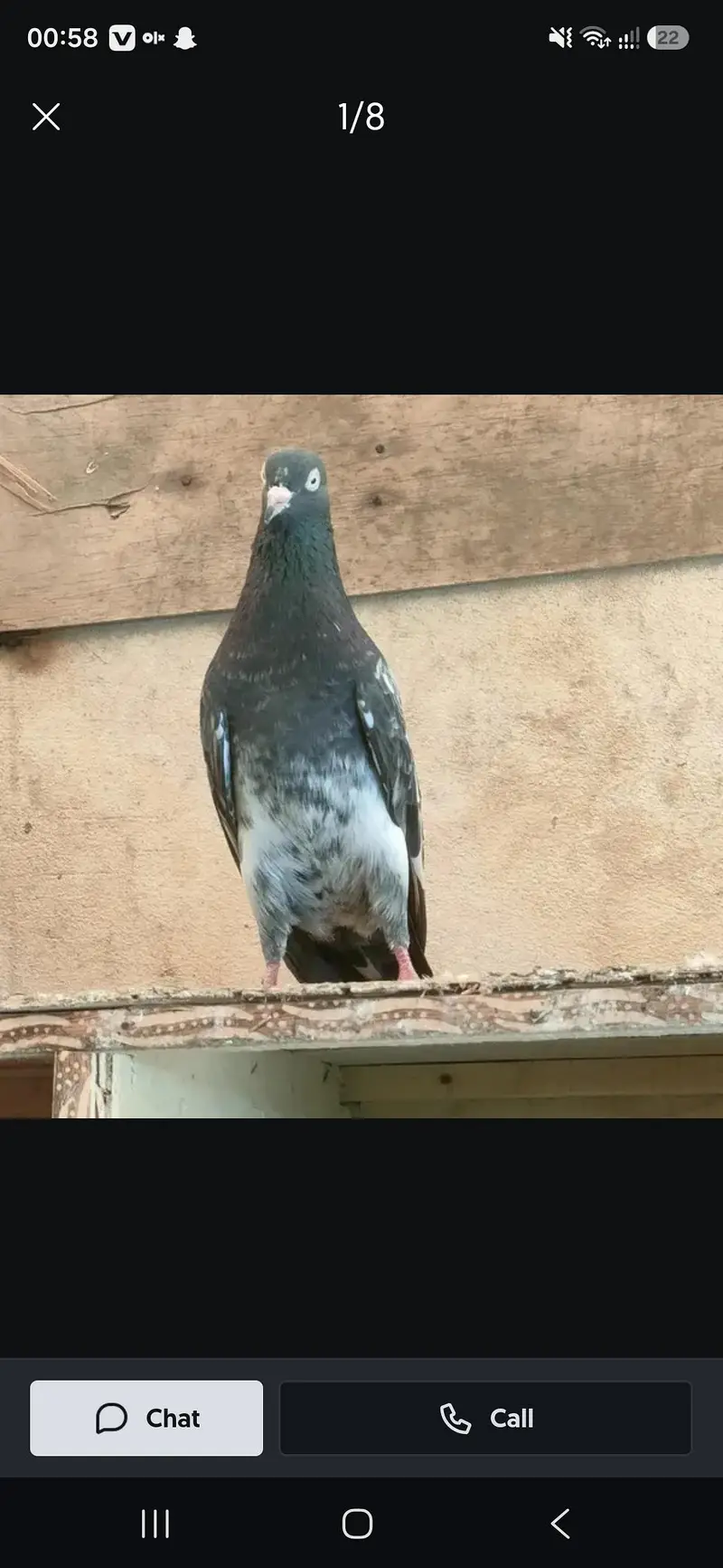 pigeons — photo 2
