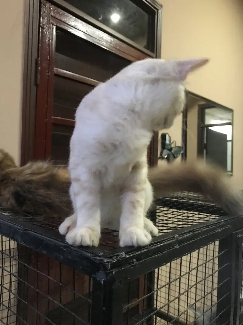 Pair Persian kittens — photo 2